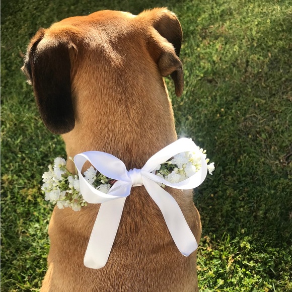Handmade faux baby’s breath dog collar - Picture 4 of 6